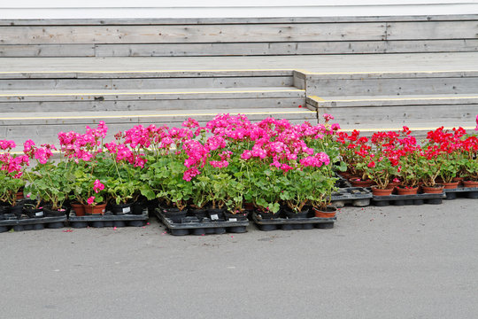 Pink and red geraniums in plastic pots ready for planting in the flower bed on the street