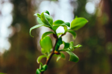 Green leaves buds, macro view, spring backdrop.