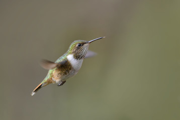 Volcano Hummingbird - Selasphorus flammula, beautiful colorful small hummingbird from Central America forests, Costa Rica.