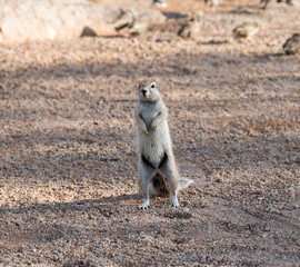 Ground squirrel 