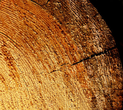 Wood material cut close-up and brightly lit