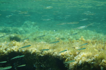 Fornells - Menorca - Baleares Islands - Spain