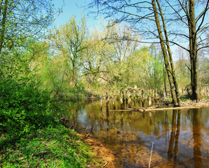 Fototapeta na wymiar Trees on the river Bank in early spring