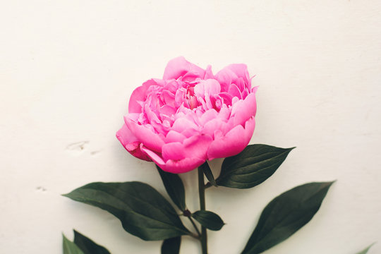 lovely pink peony  on rustic white wooden background top view, space for text. floral greeting card. beautiful peony flower flat lay, tender image. mock-up