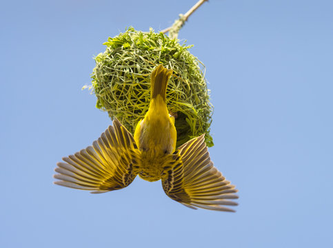 Africa, Namibia, weaver bird on Nest, Ploceidae
