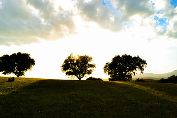 Golden sunrise against trees. Peaceful place. Shadows