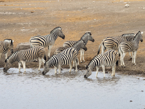 Africa, Namibia, Etosha National Park, plains zebras at waterhole, Equus quagga