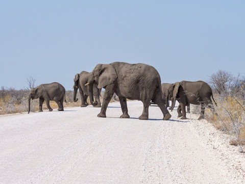 Africa, Namibia, Etosha National Park, Elephants crossing road, Loxodonta africana