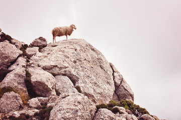 Sheep the climber - sheep on the rock in the mountains of Mallorca