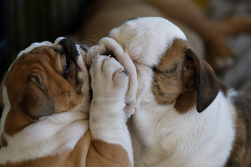 Portrait of the english bulldog outdoor