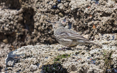 Mistle Thrush bird perched barnacle covered  rocks on the west coast of Ireland