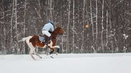 Snow polo: horse polo player hit the ball in tournament