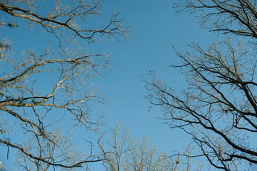 Obraz premium flowering spring branches against the blue sky