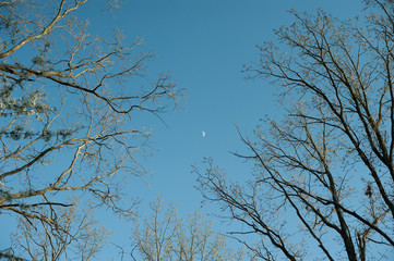 flowering spring branches against the blue sky