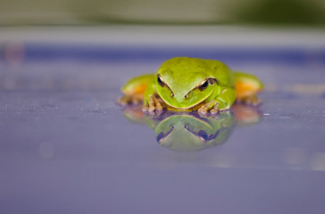 Tree frog climbing up side of swimming pool