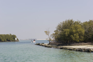 Fototapeta na wymiar mangrove national park abu dhabi in the United Arab Emirates.