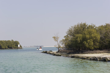 mangrove national park abu dhabi in the United Arab Emirates.