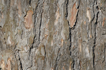  Abstract old wood tree bark texture background