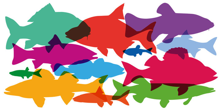 poisson - poisson d’eau douce - silhouette - pêche - pécheur - vue de profil - rivière - lac - profil