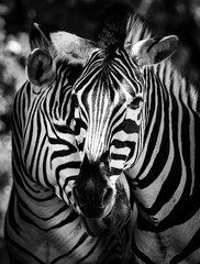 Fototapeta na wymiar Zwei Zebras zusammen im Portrait