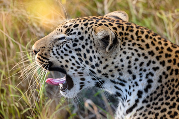 Leopard (Panthera pardus), gähnend im warmen Sonnenlicht