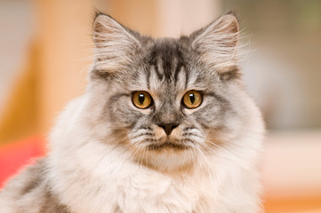 Britisch Langhaar Kater sieht in die Kamera