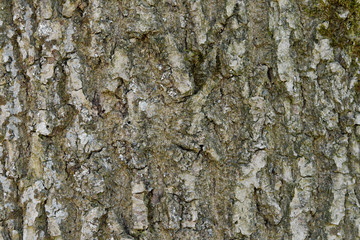  Abstract old wood tree bark texture background