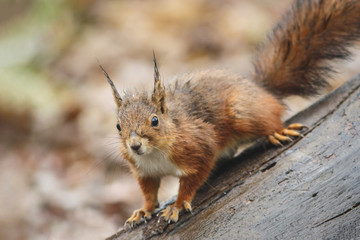 Obraz premium Red Squirrel