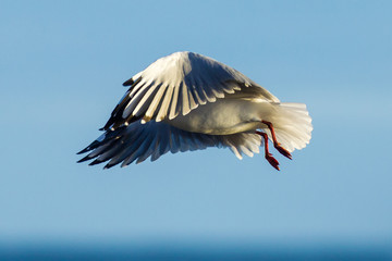 A seagull in flight with wings spread at Myponga Beach in South Australia Australia on the 16th February 2018