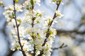 Plum tree in blossom against sunlight