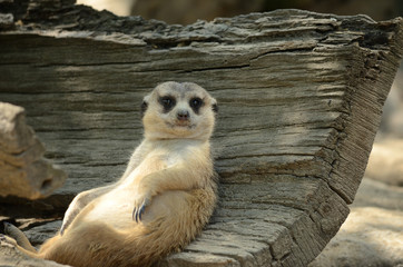meerkat sitting and relaxing