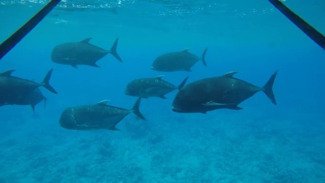 Giant trevally Fish Rarotonga Cook Islands