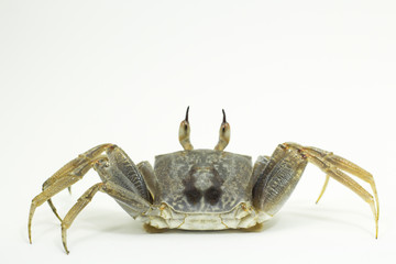 White background Horn-eyed ghost crab Ocypode ceratophthalmus form Phuket Thailand