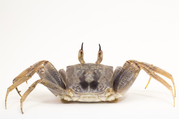 White background Horn-eyed ghost crab Ocypode ceratophthalmus form Phuket Thailand