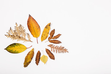 Naklejka na ściany i meble yellow autumn leaves and herbs.flat lay.template for design.white background.autumn background.space for text