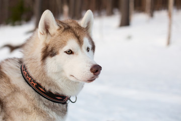 Profile portrait of free and prideful husky male. Close-up image of lovely beige and white siberian Husky dog on the snow in winter forest at sunset.