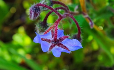 Blue and purple borage edible flower with dew drops