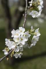 White cherry blossoms with twig.