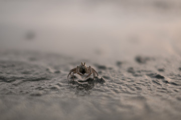 Crab at the beach