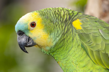 Colorful Parrot in dense vegetation