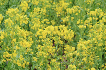 菜の花畑
