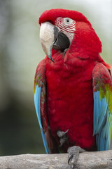 Red Macaw isolated from background