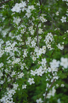 Closeup view of beautiful spring trees with fresh young white flowers outdoors. Vertical color photography.
