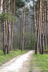 path in the Park among tall Pines