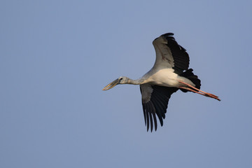 Image of an Asian openbill stork(Anastomus oscitans) flying in the sky. Bird, Wild Animals.