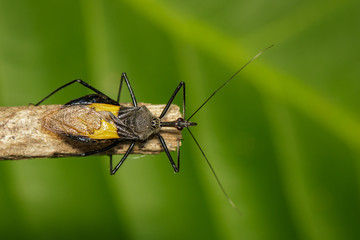 Image of Assassin bug (Sycanus croceovittatus) on the branch. Insect. Animal.