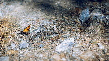 mariposa fotografiada en Cumbres Verdes, Granada