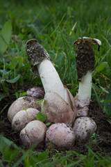 Phallus hadriani rare mushroom, Czech Republic, Europe