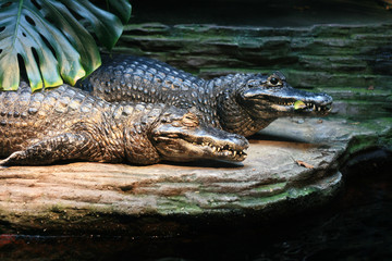 Crocodille - Vancouver Aquarium, Vancouver, Canada