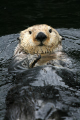 Sea Otter - Vancouver, Canada